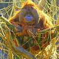 Orangutan by Lisa Rose Musselwhite Orangutan by Lisa Rose Musselwhite