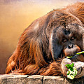 Orangutan by Maria Coulson Orangutan by Maria Coulson