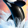 Orca 1 Digital Art by Jerry LoFaro Orca 1 Digital Art by Jerry LoFaro