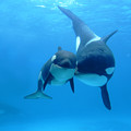 Orca Mother And Newborn Photograph by Hiroya Minakuchi Orca Mother And Newborn Photograph by Hiroya Minakuchi