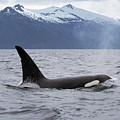 Orca in Inside Passage Photograph by Konrad Wothe Orca in Inside Passage Photograph by Konrad Wothe