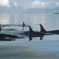 Orca Pod Johnstone Strait Canada Photograph by Flip Nicklin Orca Pod Johnstone Strait Canada Photograph by Flip Nicklin