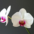 Orchid Blooms Photograph by Laurel Best Orchid Blooms Photograph by Laurel Best