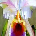 Orchid Cattleya Digital Art by Rafael Salazar Orchid Cattleya Digital Art by Rafael Salazar