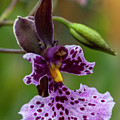 Orchid - Caucaea rhodosticta Photograph by Heiko Koehrer-Wagner Orchid - Caucaea rhodosticta Photograph by Heiko Koehrer-Wagner