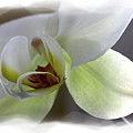 Orchid for Valentines Day by David Bearden Orchid for Valentines Day by David Bearden