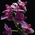 Orchid in flight Photograph by Robert WK Clark Orchid in flight Photograph by Robert WK Clark