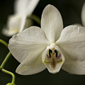 Orchids Photograph by Holly Ross Orchids Photograph by Holly Ross