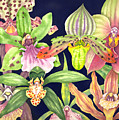 Orchids by Lucy Arnold Orchids by Lucy Arnold
