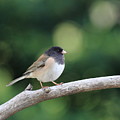 Oregon Junco by Wingsdomain Art and Photography Oregon Junco by Wingsdomain Art and Photography