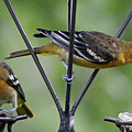 Orioles And Grape Jelly  Photograph by Brook Burling
