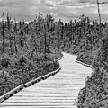 Orono Bog Walk Photograph by Holly Ross Orono Bog Walk Photograph by Holly Ross