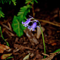 Orphaned bluebells. Photograph by Elena Perelman Orphaned bluebells. Photograph by Elena Perelman