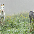 Out of the Mist, 2 Photograph by Holly Ross Out of the Mist, 2 Photograph by Holly Ross