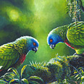 Out on a Limb - St. Lucia Parrots by Christopher Cox Out on a Limb - St. Lucia Parrots by Christopher Cox