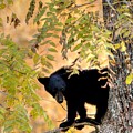 Out On A Limb Photograph by Carol Montoya Out On A Limb Photograph by Carol Montoya