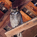 Owl in a Barn Photograph by Rikk Flohr Owl in a Barn Photograph by Rikk Flohr