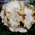 Oyster Mushroom Photograph by Allen Nice-Webb Oyster Mushroom Photograph by Allen Nice-Webb