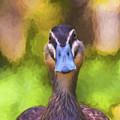Pacific black duck by Sheila Smart Fine Art Photography
