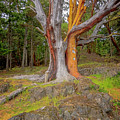 Pacific Madrone Tree Photograph by Tom Singleton Pacific Madrone Tree Photograph by Tom Singleton