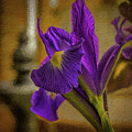 Painted Iris by Dave Bosse