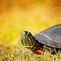 Painted Turtle Print Photograph by Gwen Gibson Painted Turtle Print Photograph by Gwen Gibson