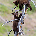 Pair of Bear Cubs in a Tree Photograph by Mark Miller Pair of Bear Cubs in a Tree Photograph by Mark Miller