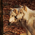 Pair Of Beauties by Lori Tambakis Pair Of Beauties by Lori Tambakis
