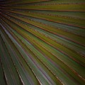Palm Photograph by Denise Railey Palm Photograph by Denise Railey
