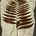 Palm Fossil Sandstone Digital Art by Delynn Addams Palm Fossil Sandstone Digital Art by Delynn Addams