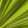 Palm Leaf Abstract by Elena Elisseeva Palm Leaf Abstract by Elena Elisseeva