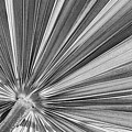 Palm Leaf In Black And White by Elena Elisseeva Palm Leaf In Black And White by Elena Elisseeva