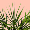 Palm Life - Pastel Photograph by Jennifer Walsh Palm Life - Pastel Photograph by Jennifer Walsh