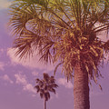 Palm Neighbors by Sandy Moulder
