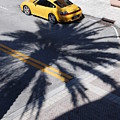 Palm Porsche by Rob Hans Palm Porsche by Rob Hans