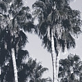 Palm Springs Palm Trees- Art by Linda Woods Mixed Media by Linda Woods Palm Springs Palm Trees- Art by Linda Woods Mixed Media by Linda Woods