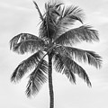 Palm Tree by Elena Elisseeva Palm Tree by Elena Elisseeva