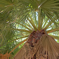 Palm view Photograph by Darrell Foster Palm view Photograph by Darrell Foster