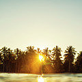 Palms And Rays Photograph by Nik West Palms And Rays Photograph by Nik West