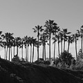 Palms by Shari Chavira Palms by Shari Chavira