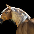 Palomino Photograph by Ekaterina Druz Palomino Photograph by Ekaterina Druz