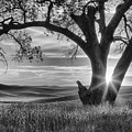 Palouse Sentinel - Black And White by Mark Kiver Palouse Sentinel - Black And White by Mark Kiver