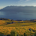 Panorama on Lavaux region, Vaud, Switzerland Photograph by Elenarts - Elena Duvernay photo