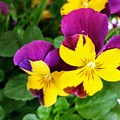 Pansies 2 by Valerie Josi Pansies 2 by Valerie Josi