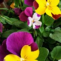 Pansies 3 Photograph by Valerie Josi Pansies 3 Photograph by Valerie Josi