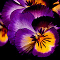 Pansies Photograph by Rona Black Pansies Photograph by Rona Black
