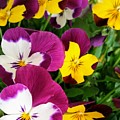 Pansies by Valerie Josi Pansies by Valerie Josi