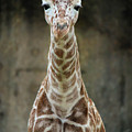 Panya Memphis Zoo Photograph by Veronica Batterson Panya Memphis Zoo Photograph by Veronica Batterson