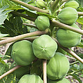 Papaya Fruit Photograph by Inga Spence Papaya Fruit Photograph by Inga Spence