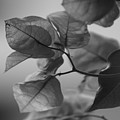 Paper Thin a Black and White Close Up Photograph of a Bougainvillea Bush by Colleen Cornelius Paper Thin a Black and White Close Up Photograph of a Bougainvillea Bush by Colleen Cornelius